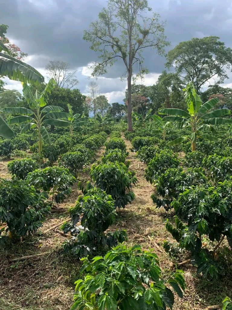 Black Soldier Fly Farming: Turning Waste into Sustainable Value - Image 3